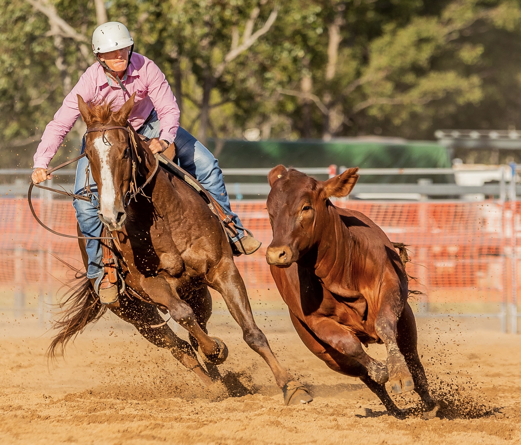 Ngaire campdrafting